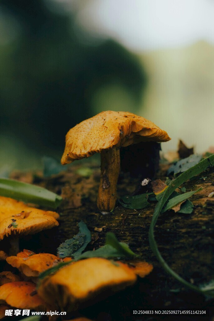 樹干上的橙黃色蘑菇