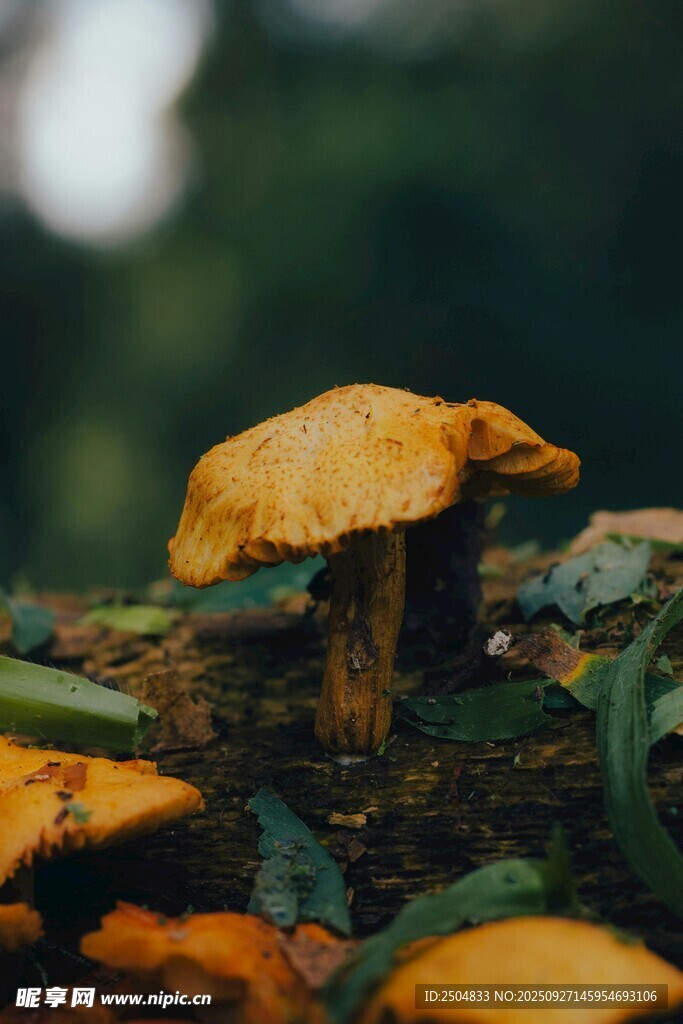 森林中生長(zhǎng)的黃色蘑菇