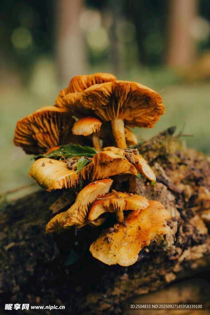 樹干上的簇生橙黃蘑菇