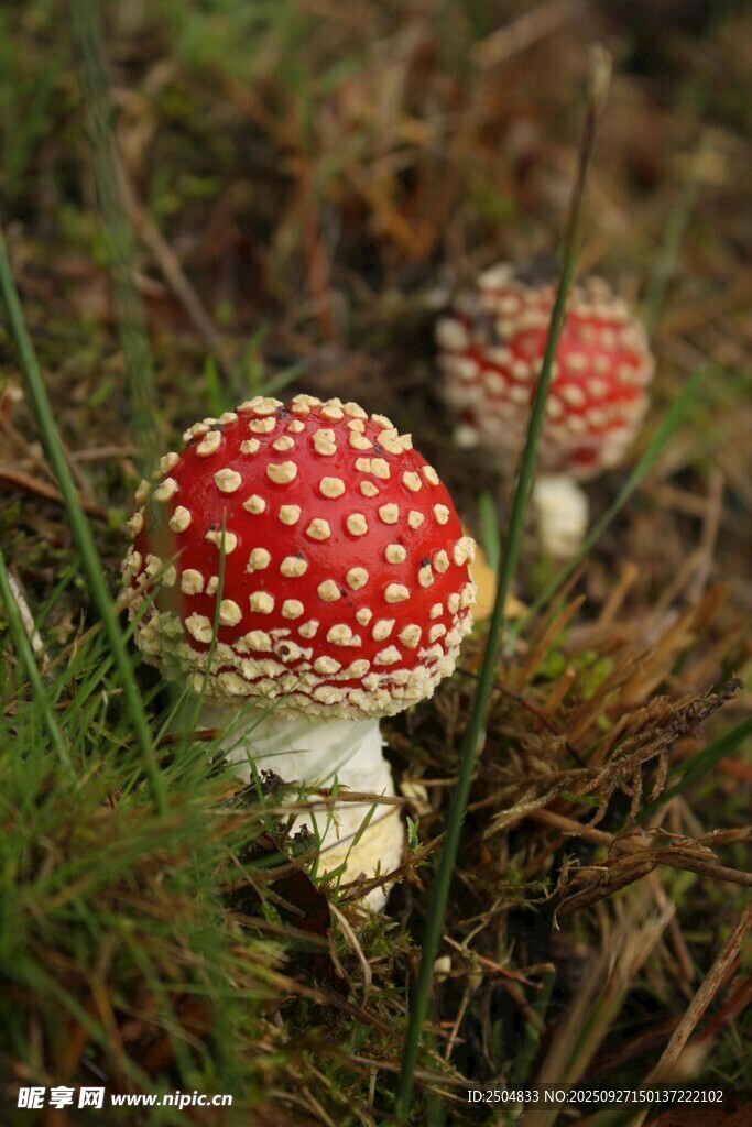 草地上的紅色斑點蘑菇