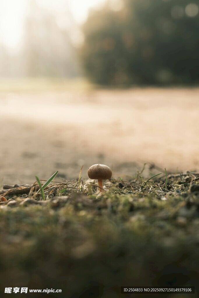 草地上的蘑菇特寫