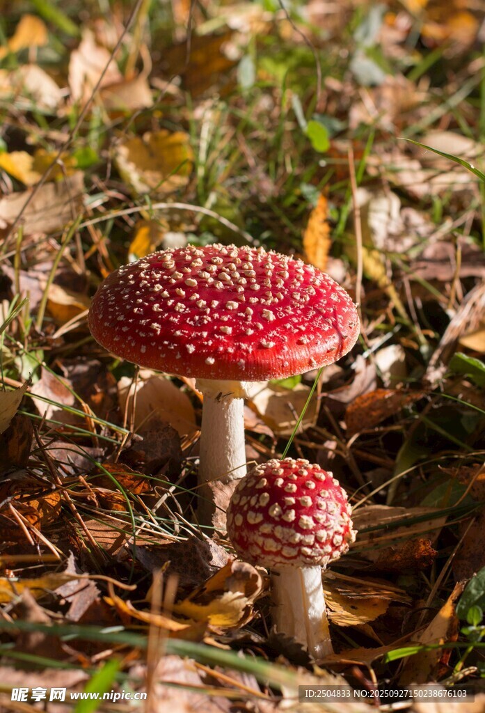 森林中鮮艷的紅蘑菇