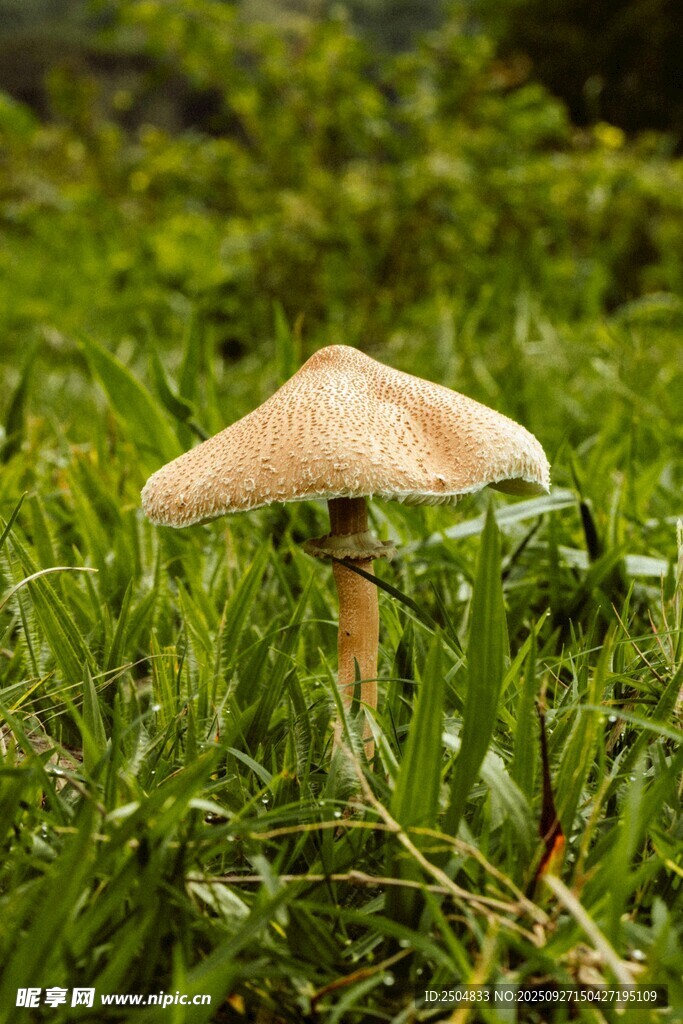 草叢中的蘑菇
