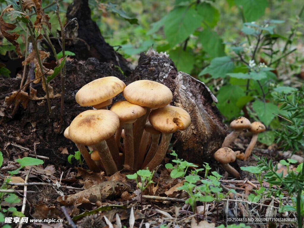森林中生長的簇簇蘑菇