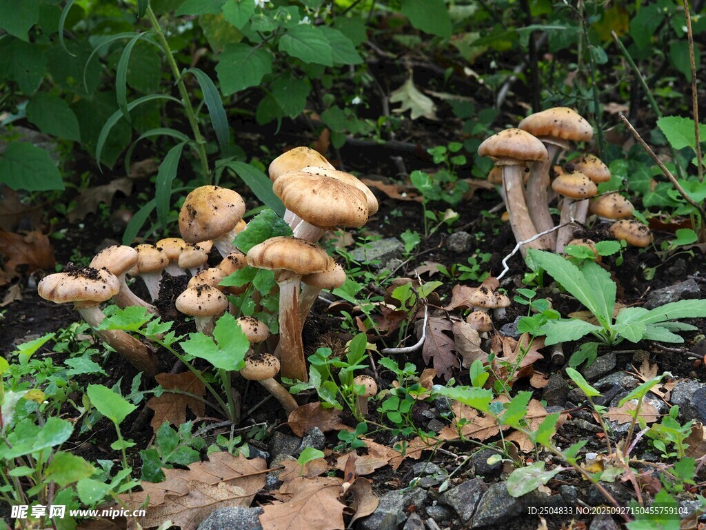 林間生長的一簇野生蘑菇