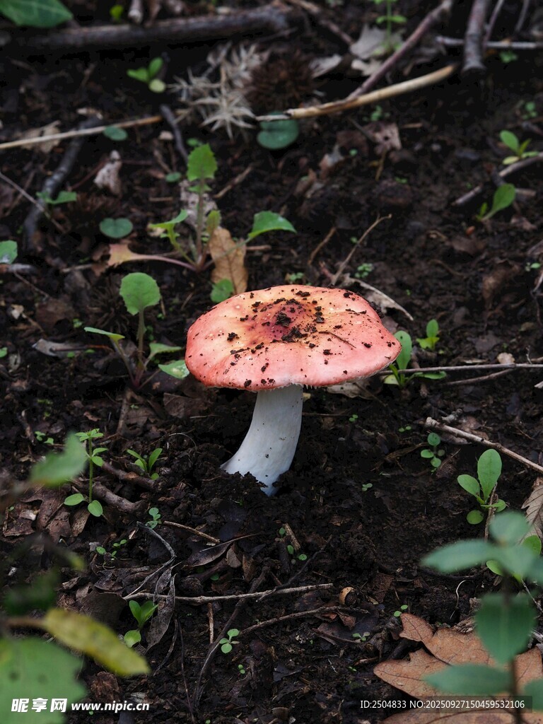 森林中的鮮艷蘑菇