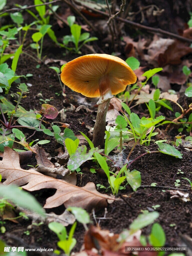林間橙色蘑菇