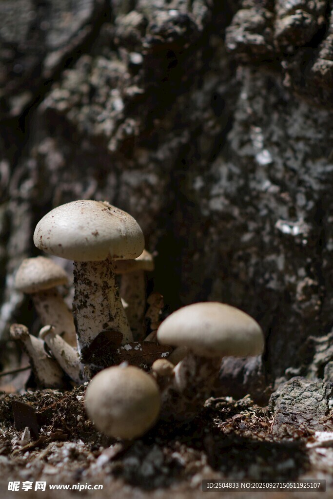 樹下生長的幾枚蘑菇