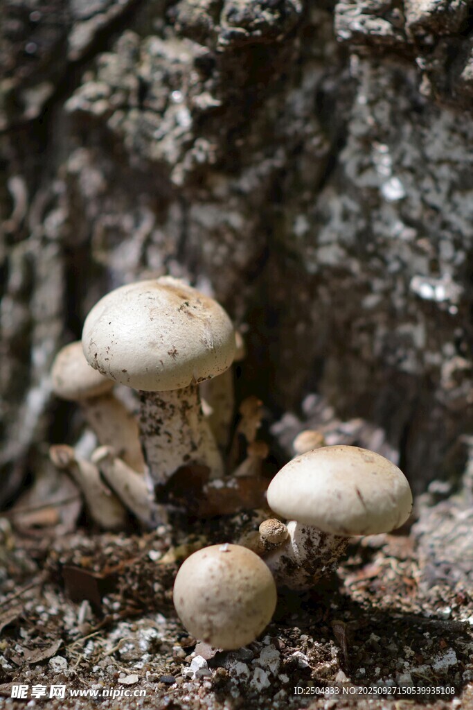 泥土中的可愛小蘑菇