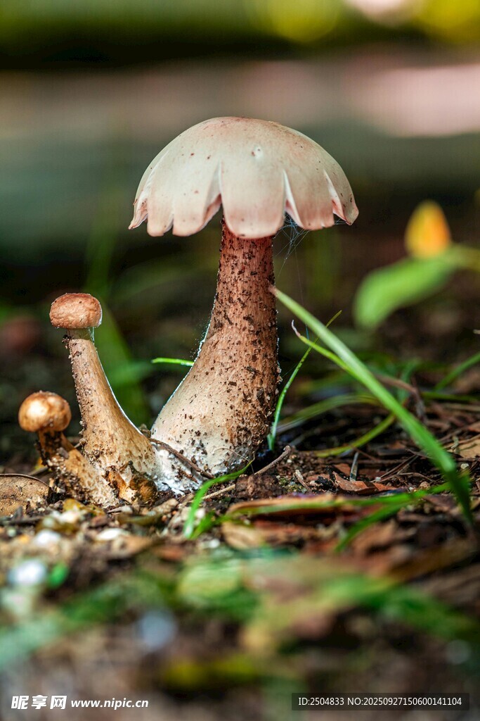 草地上的蘑菇特寫