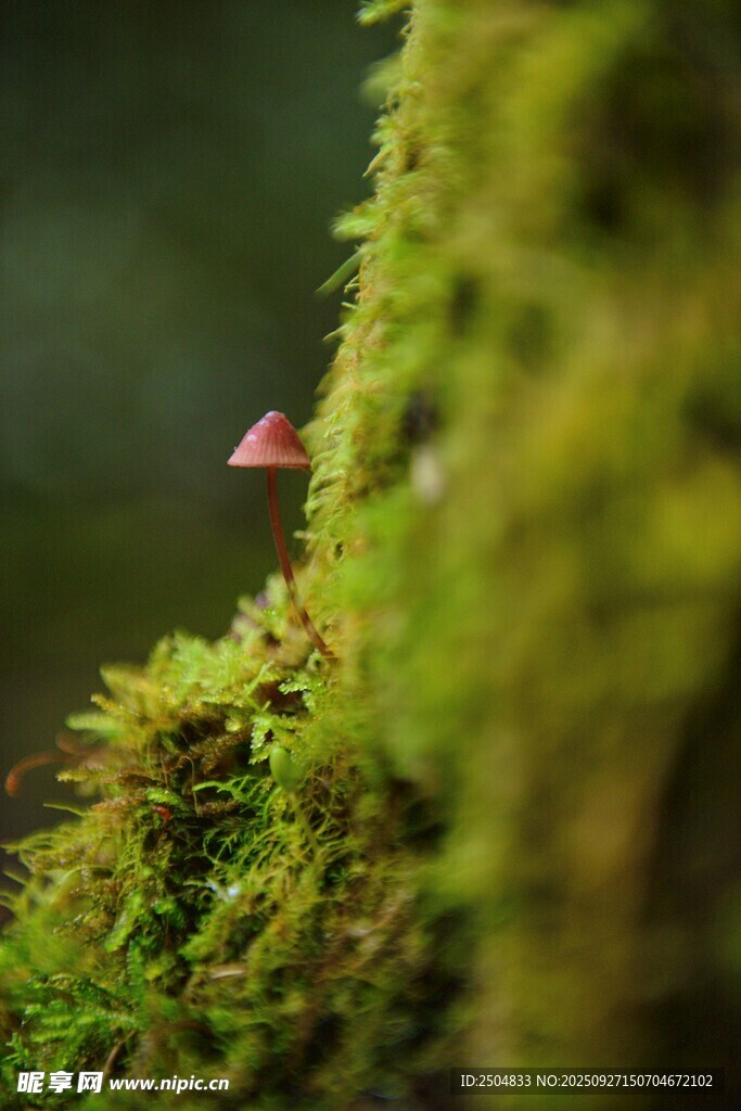 苔蘚上的紅色小蘑菇