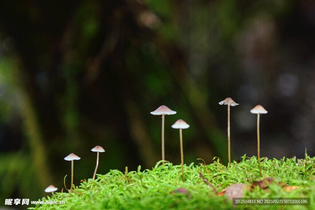 草地上的小巧蘑菇