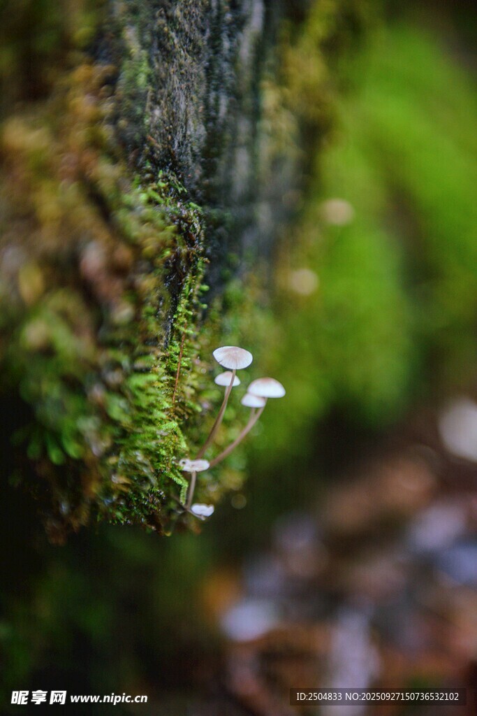 巖石上的苔蘚與白色小菇