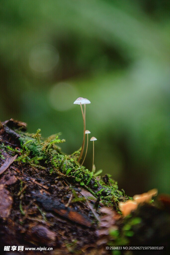 林間小蘑菇 清新自然景