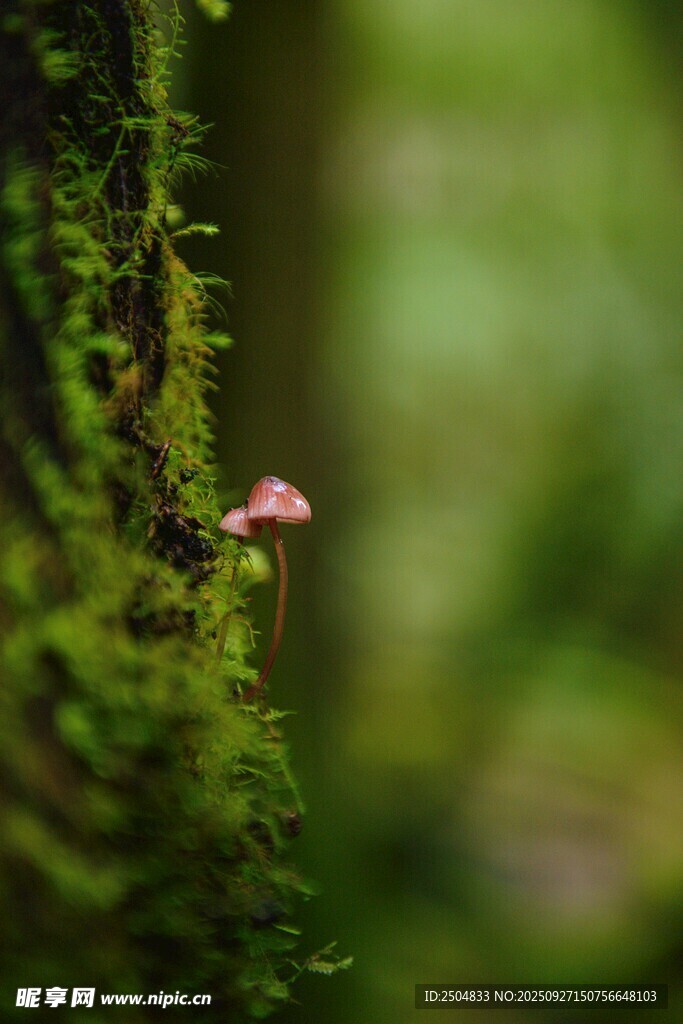 青苔上的小巧粉色蘑菇