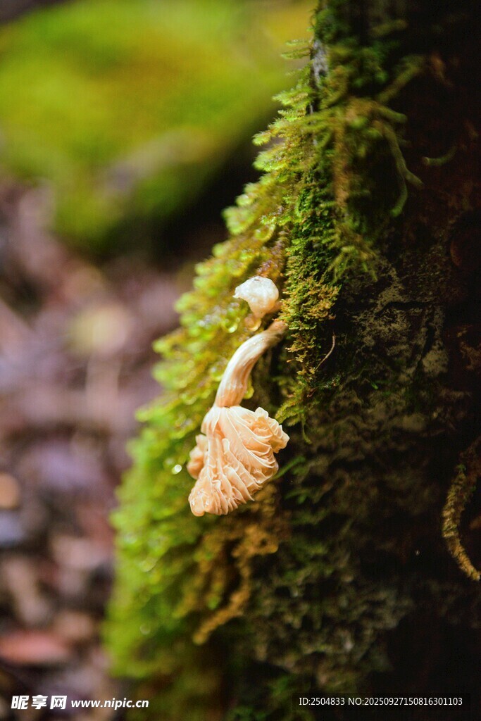 樹干上的苔蘚與小蘑菇