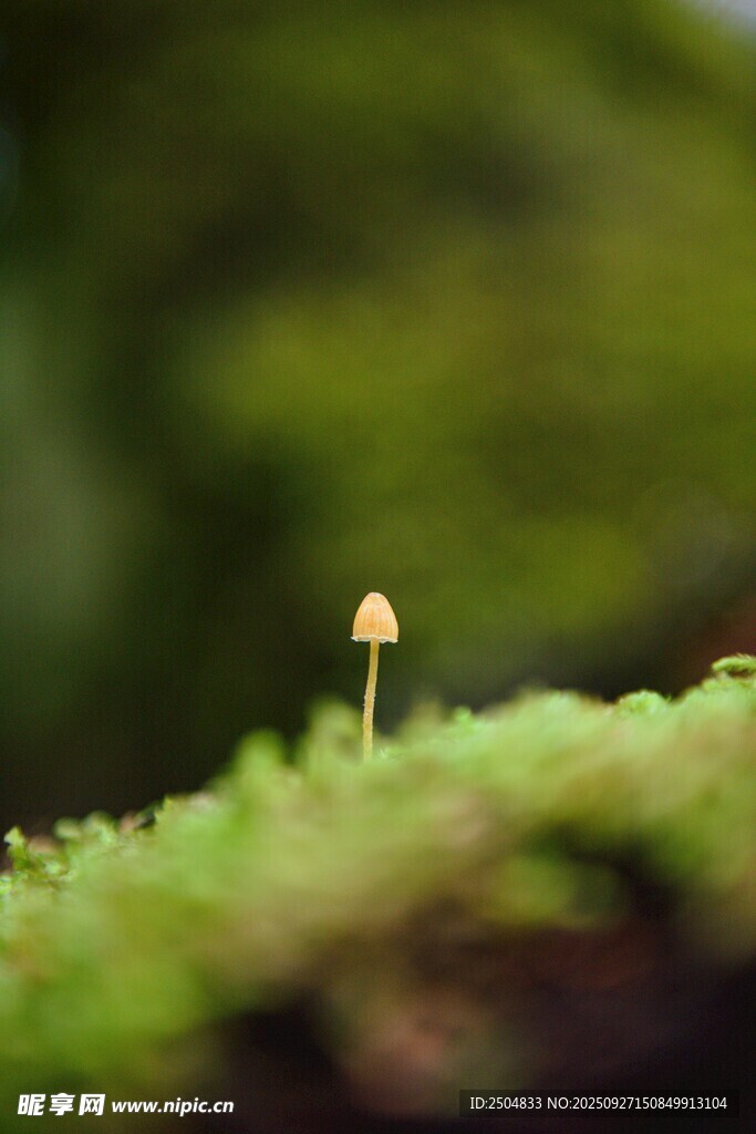 草叢中的小蘑菇