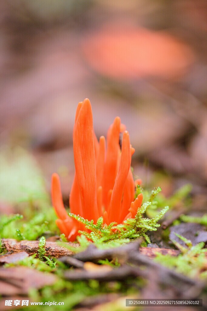 橙色菌類生長于青苔之上