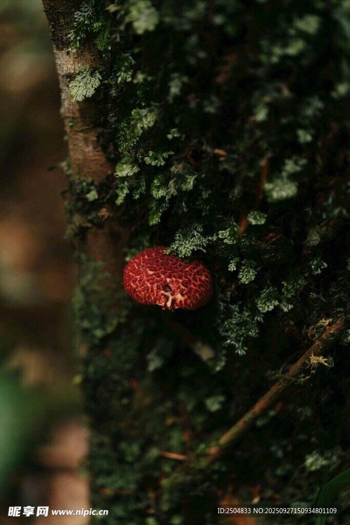 樹(shù)干上的紅色神秘蘑菇