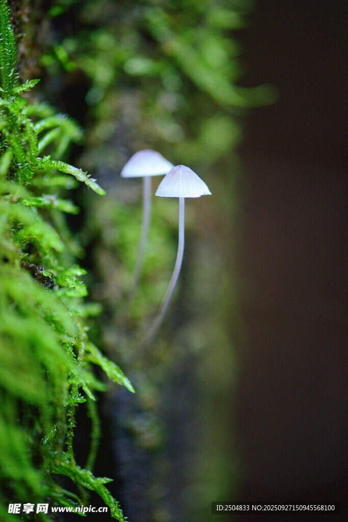 青苔上的兩朵小蘑菇
