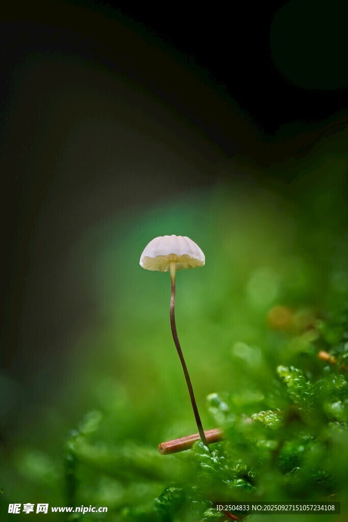 微小蘑菇生長(zhǎng)于翠綠苔蘚間