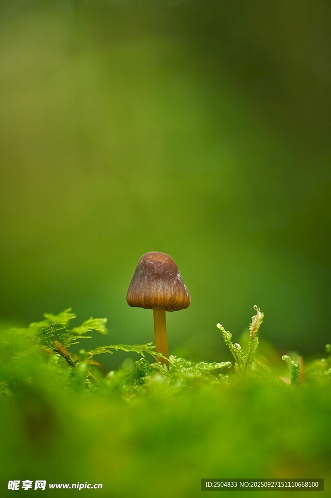 草叢中的小巧蘑菇