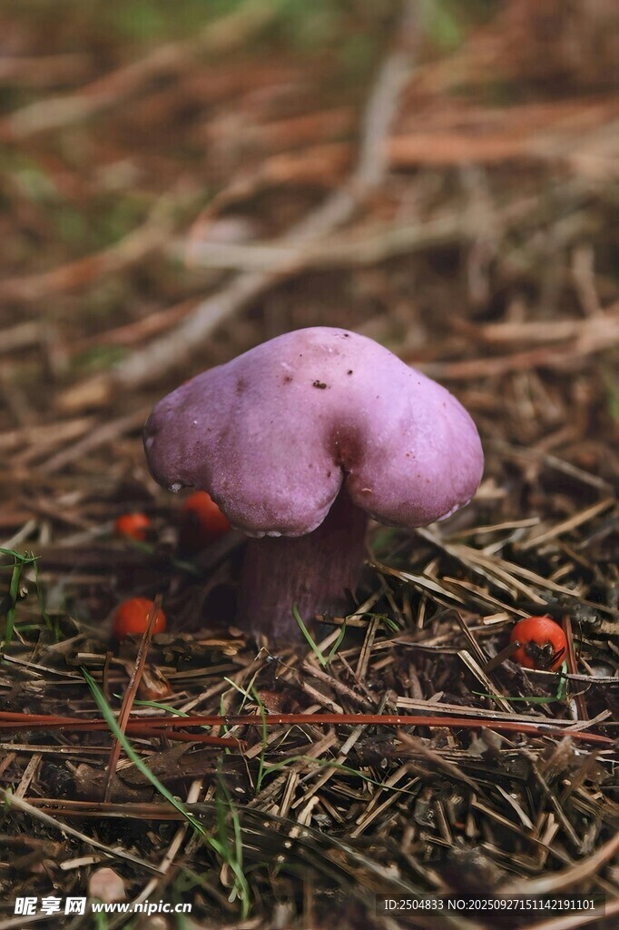 草地上的紫色蘑菇