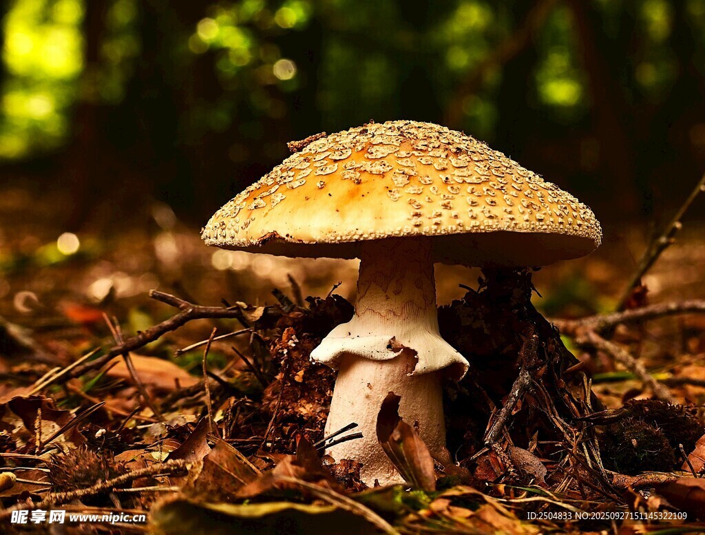 森林中的蘑菇特寫