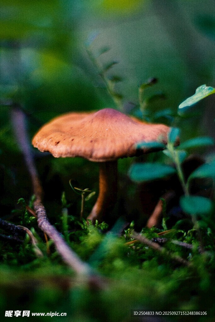森林中的橙色蘑菇