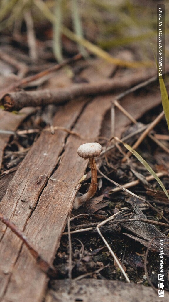 林間枯葉中的小蘑菇