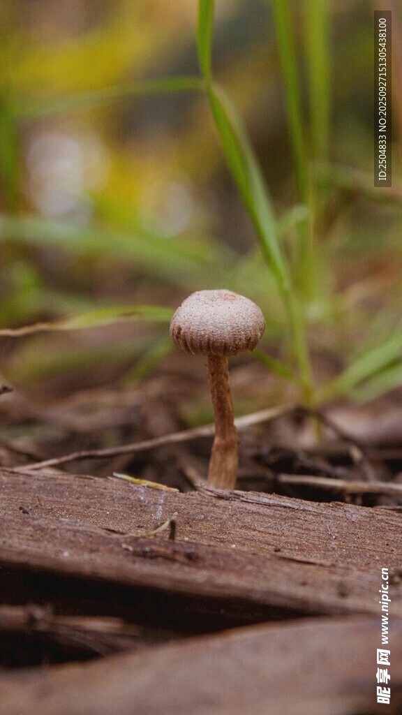 木縫間的小蘑菇