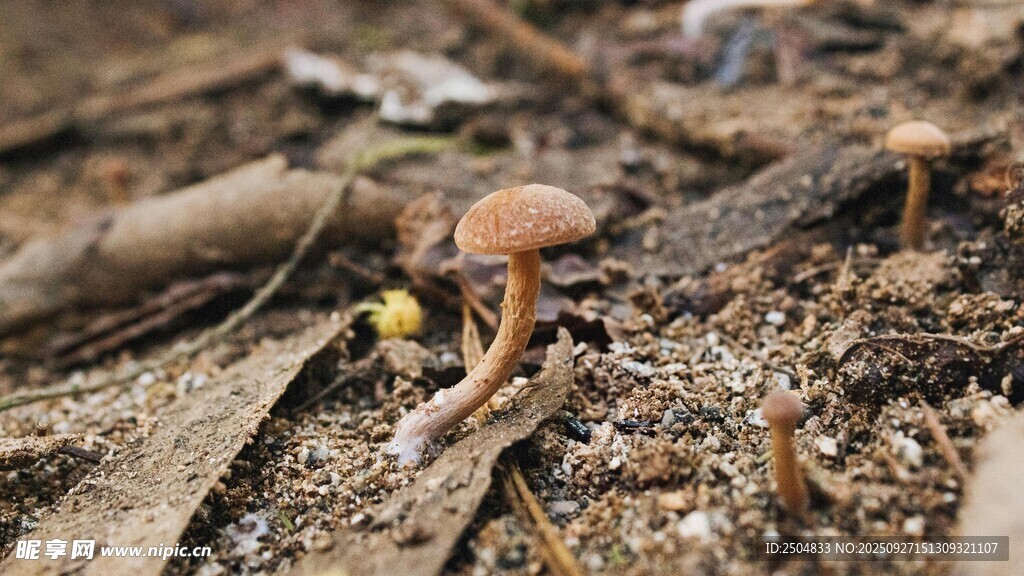林間地面的小蘑菇