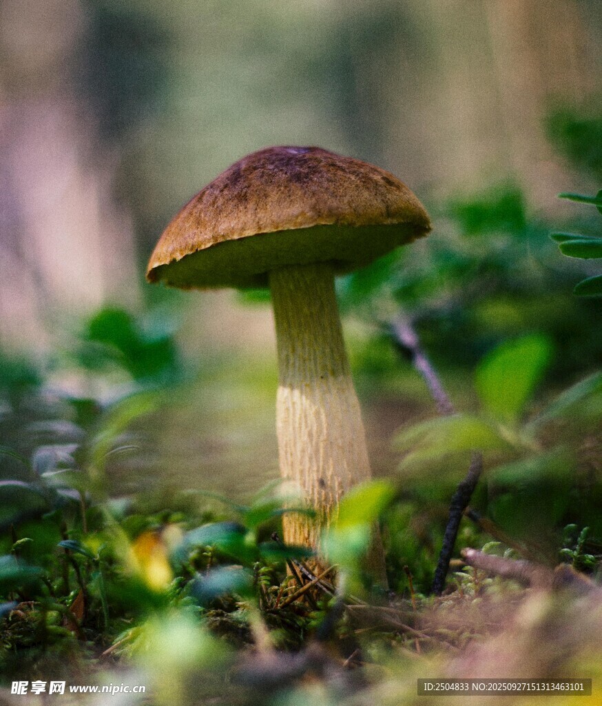 森林中的蘑菇
