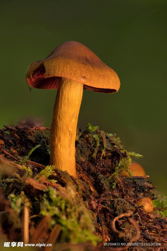 森林中生長(zhǎng)的棕色蘑菇