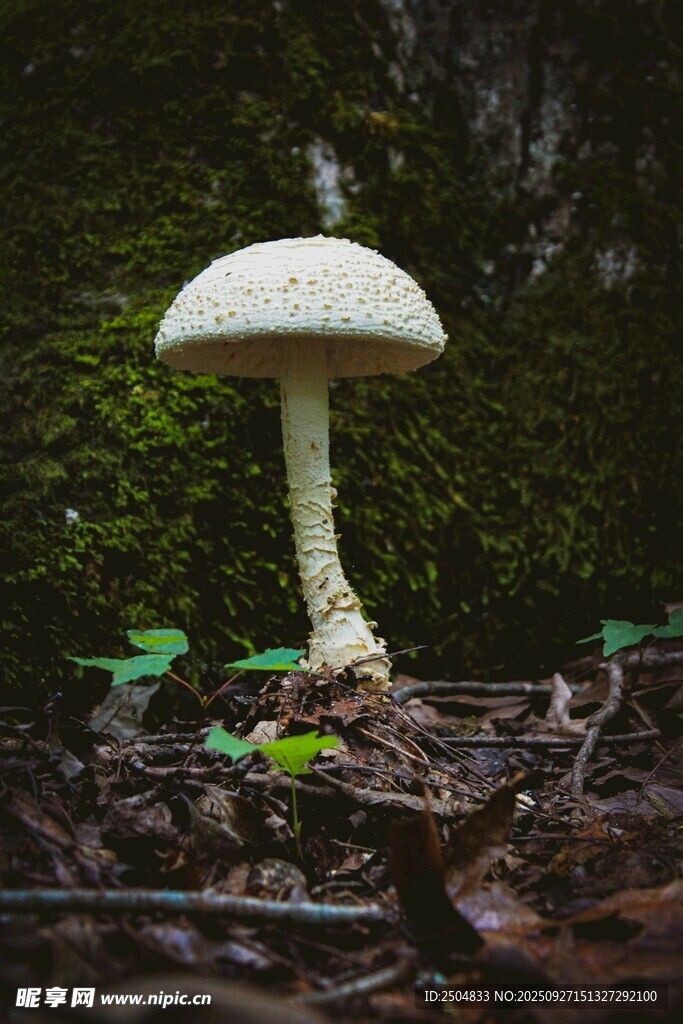 森林中的白色蘑菇
