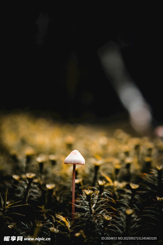 草叢中的迷你白色小蘑菇