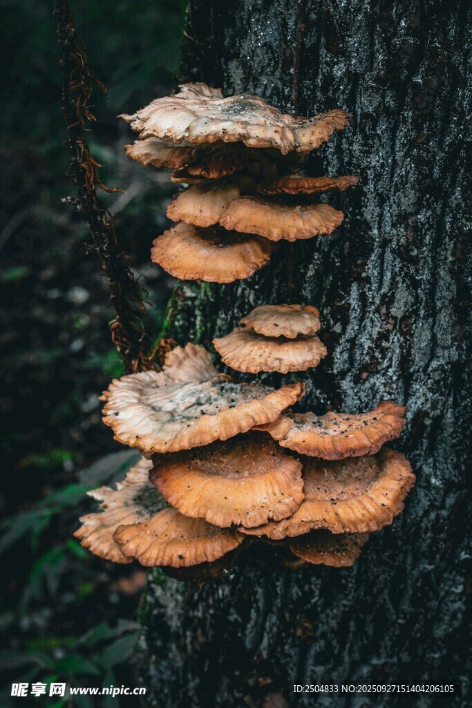 樹干上的層疊橙色蘑菇