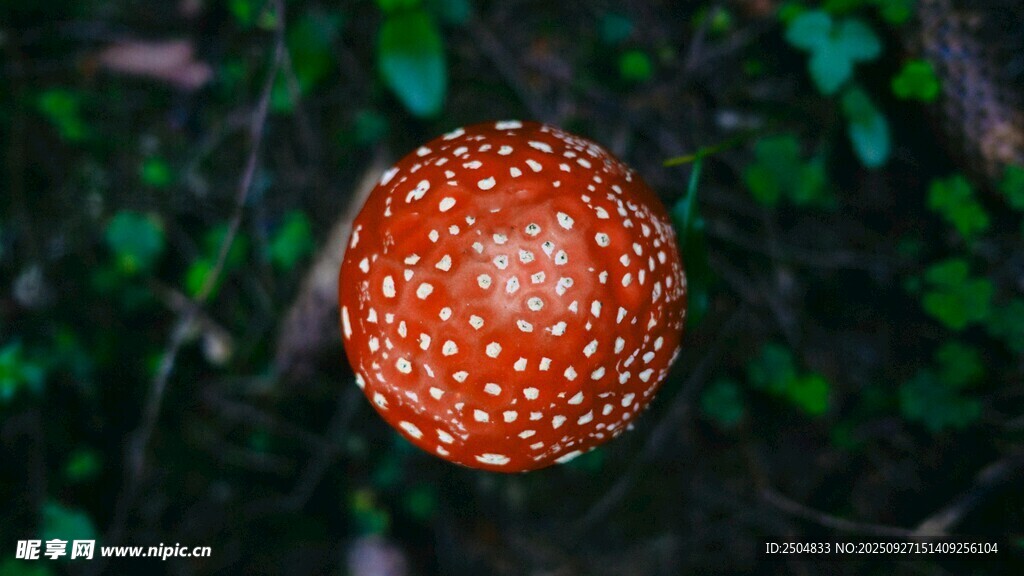 橙紅斑點(diǎn)蘑菇特寫