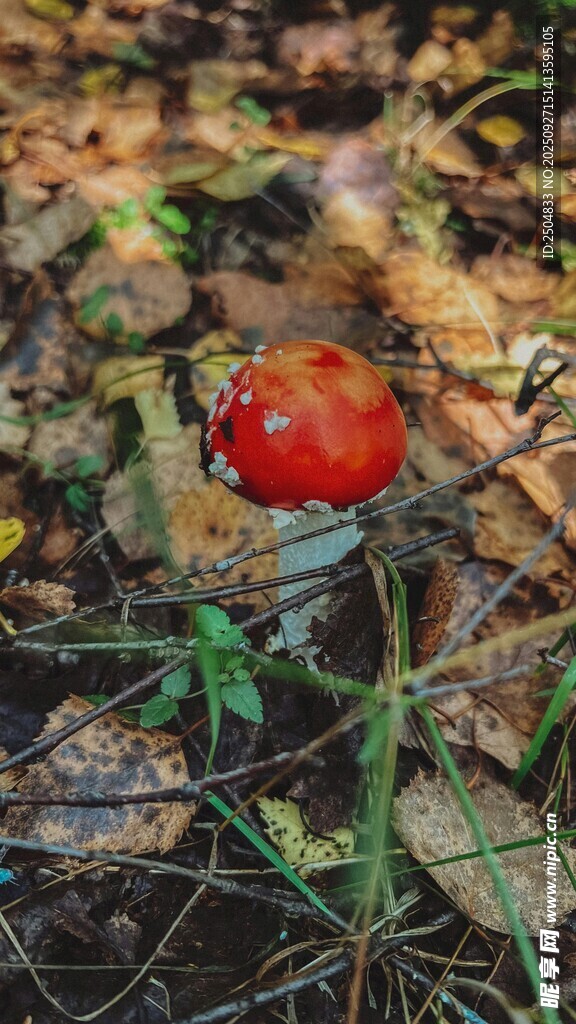 森林中的紅色小蘑菇