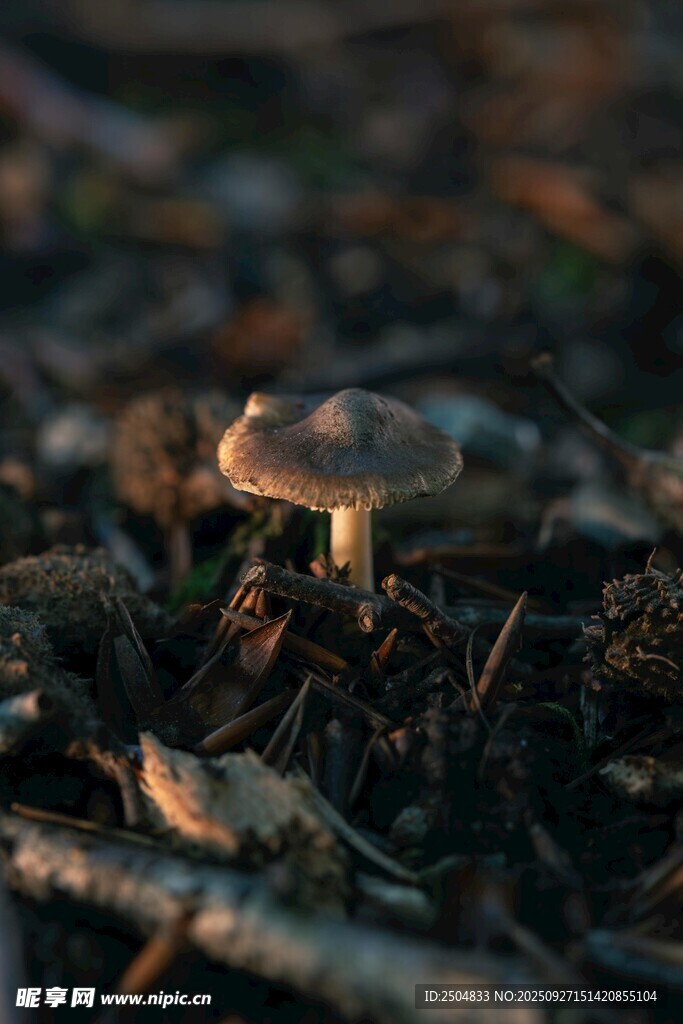 泥土中的小蘑菇