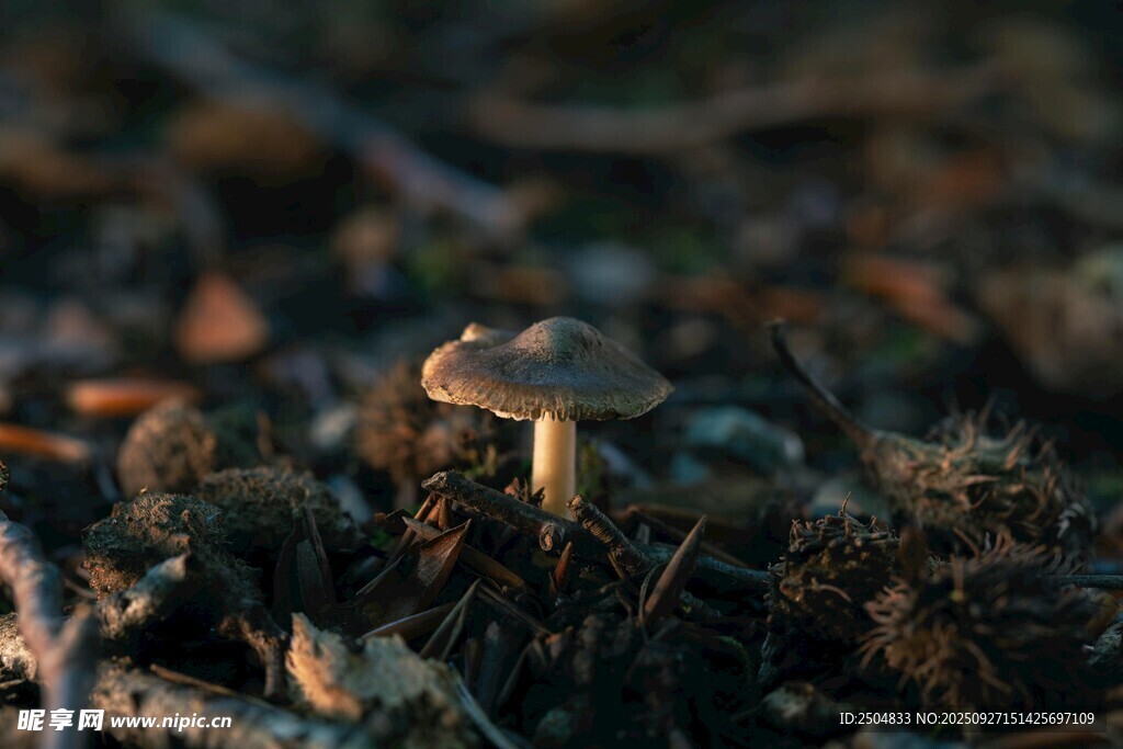 草叢中的小蘑菇