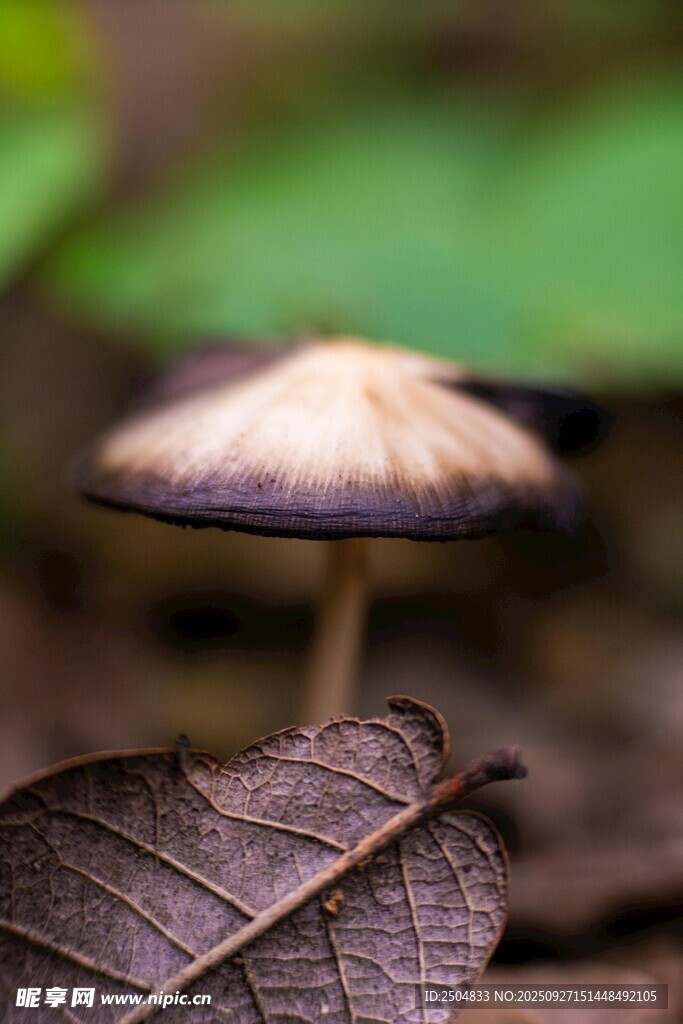 落葉上的小巧蘑菇