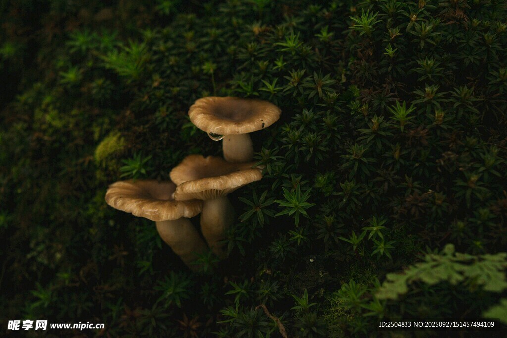 森林中的蘑菇三兄弟
