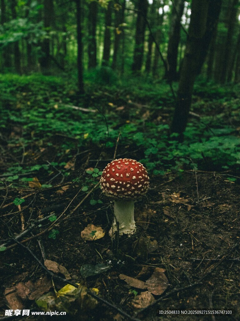 森林中的艷麗紅蘑菇