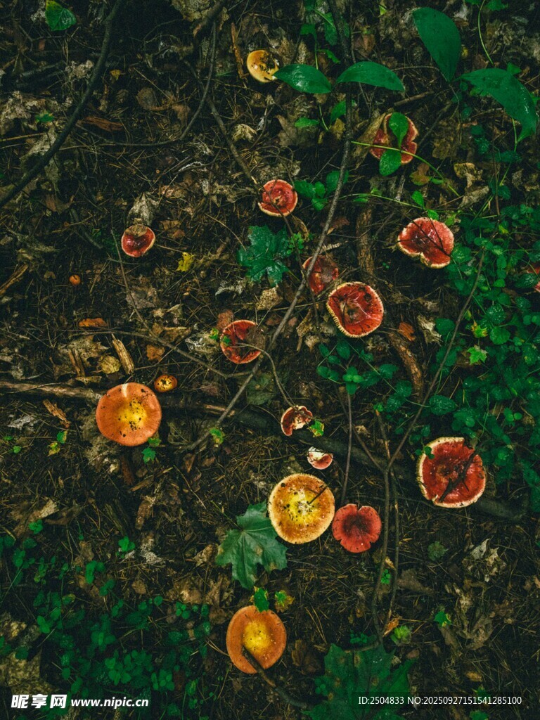 森林中多彩蘑菇散落