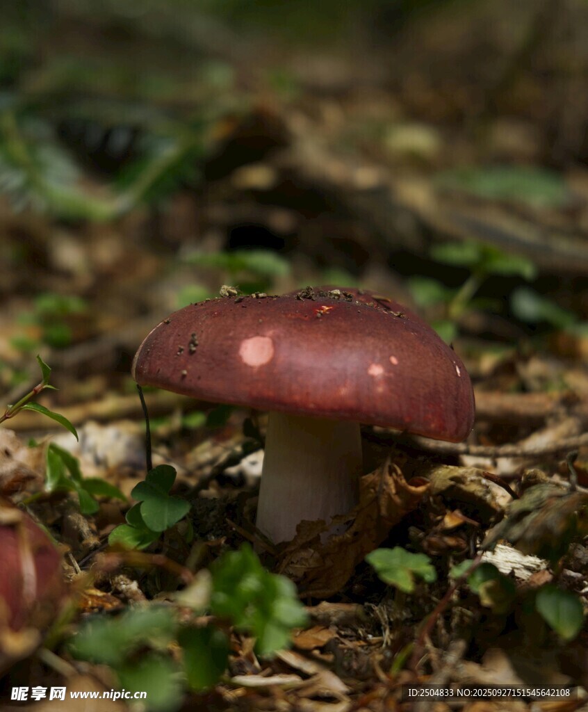 森林中的紅色蘑菇