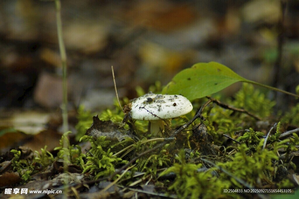 草地上的白色蘑菇
