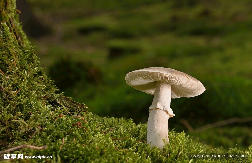 苔蘚上的白色蘑菇