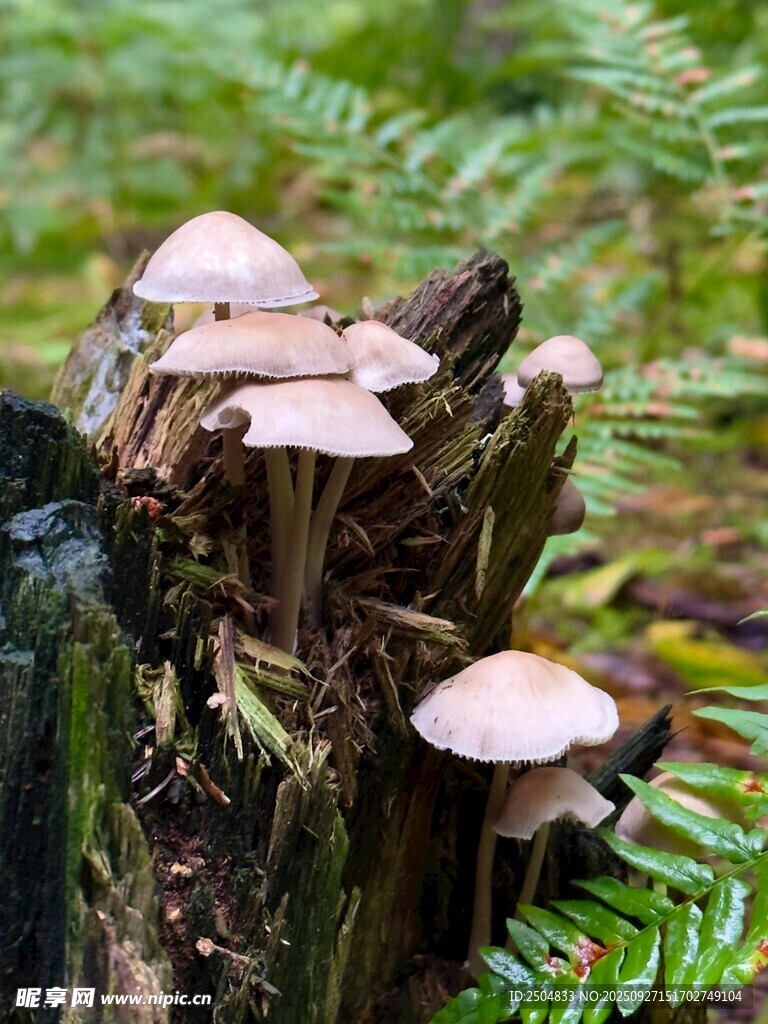 樹樁上生長的幾朵小蘑菇