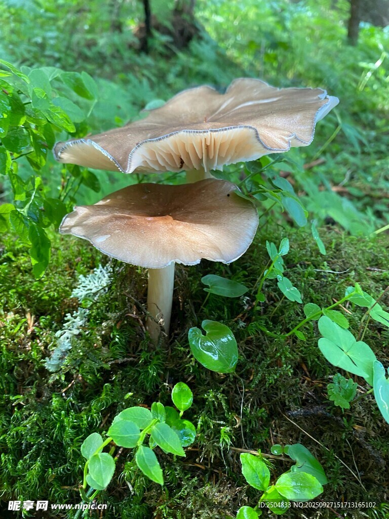 林間蘑菇生長于翠綠草叢